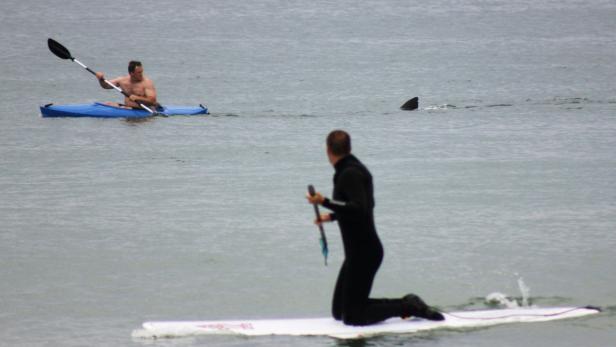 Ein Mann paddelt im Kajak, während ein anderer auf einem Surfbrett kniet und eine Haifischflosse im Wasser zu sehen ist.