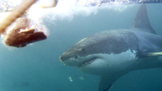 Ein Weißhai schwimmt unter Wasser auf ein Stück Köder zu.