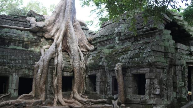 Ein riesiger Baum wächst über die Ruinen eines alten Tempels.