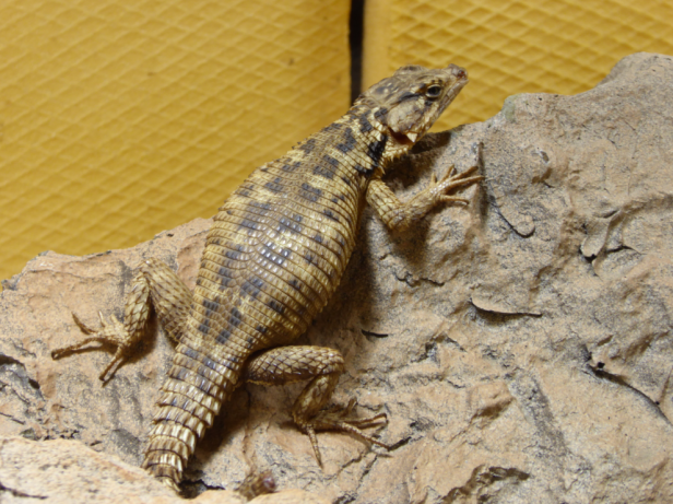 Schmuggelware Reptilien: Womit es der Zoll mitunter zu tun bekommt