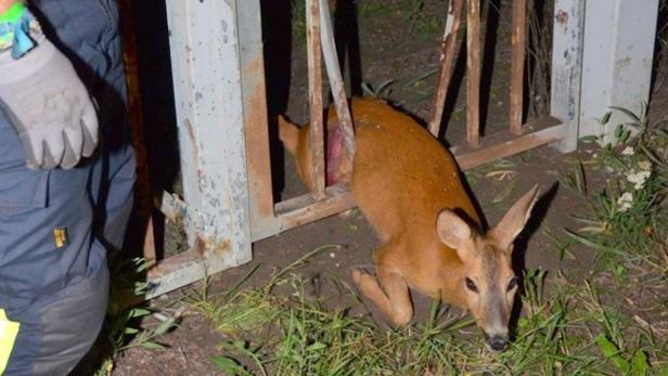 Eichhörnchen aus Kanaldeckel befreit