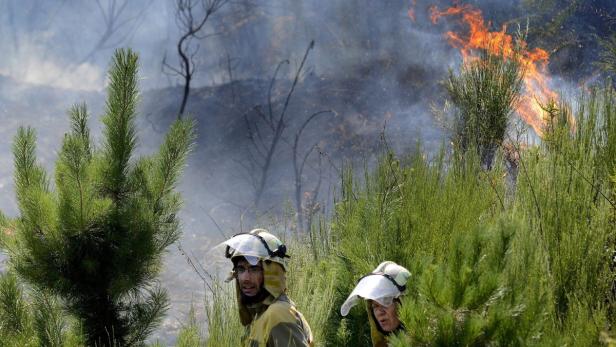 Zwei Feuerwehrleute stehen vor einem Waldbrand.