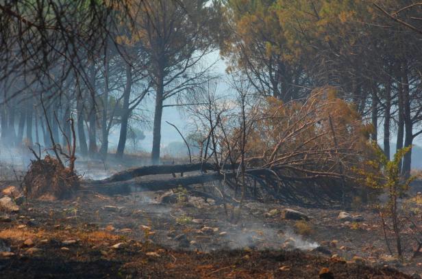 Ein Waldgebiet zeigt die Folgen eines kürzlichen Brandes mit verkohlter Erde und umgestürzten Bäumen.