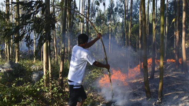 Ein Mann versucht mit einem Stock ein Feuer in einem Wald zu löschen.