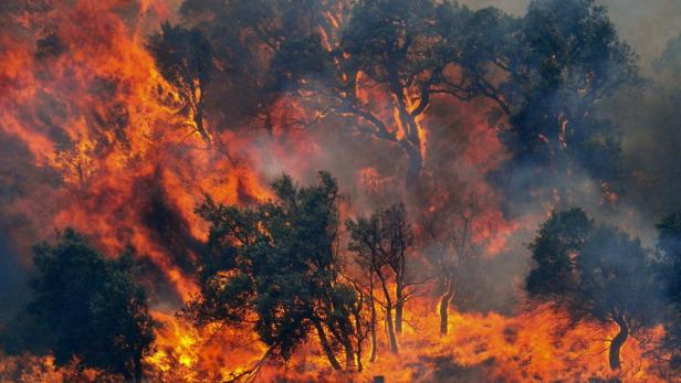 Ein Waldbrand wütet und hüllt Bäume in Flammen und Rauch.