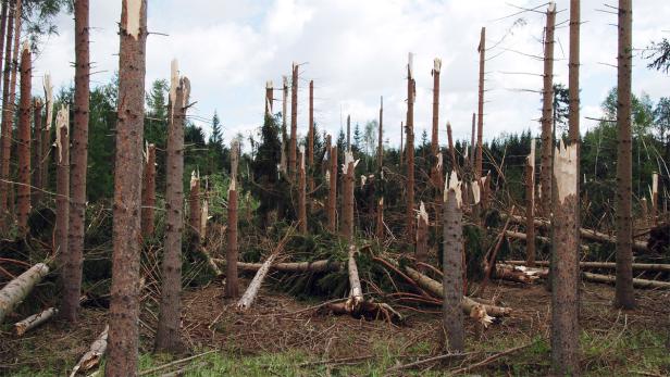 Ein Waldgebiet mit vielen umgestürzten und beschädigten Bäumen.
