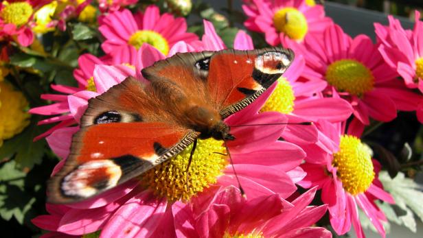 Ein Pfauenauge sitzt auf einer pinkfarbenen Blüte.