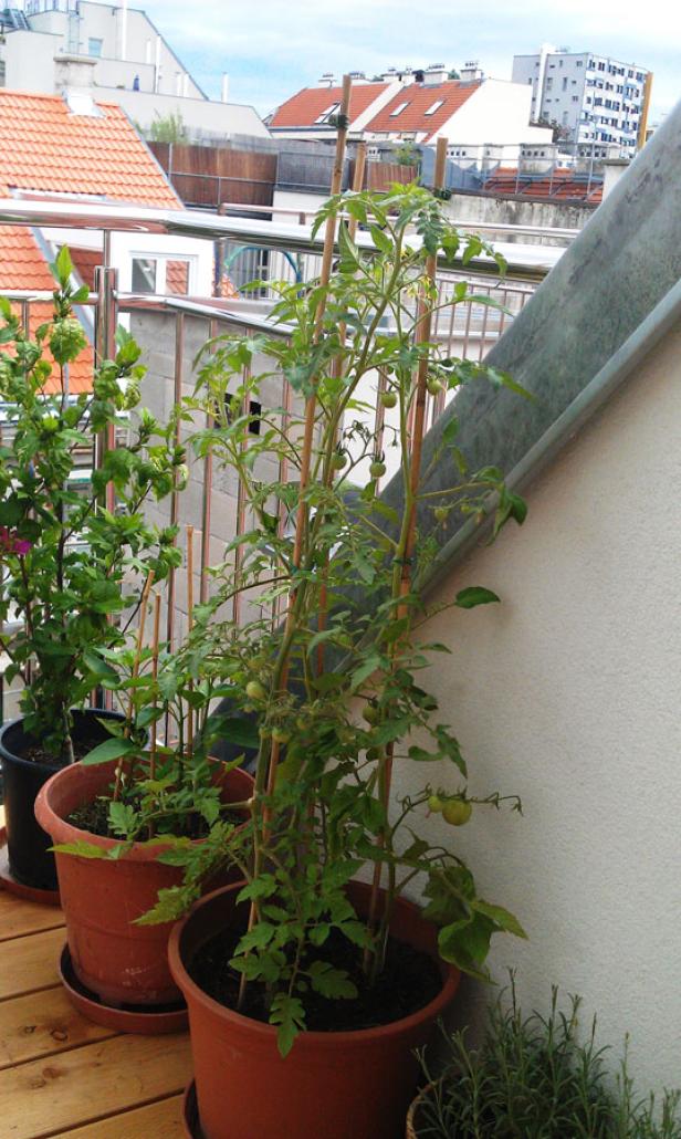 Auf einem Balkon wachsen Tomatenpflanzen in Töpfen.