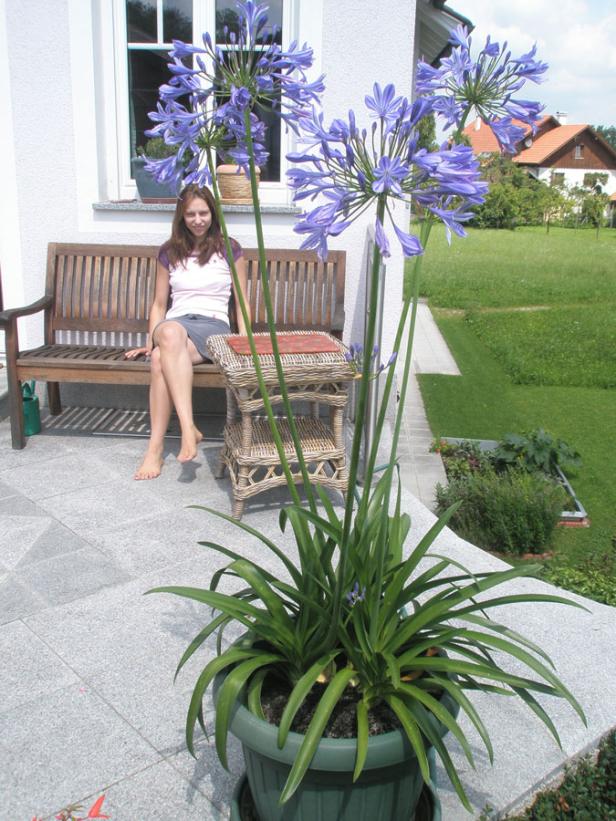 Eine Frau sitzt barfuß auf einer Bank hinter einer Topfpflanze mit blauen Agapanthusblüten.