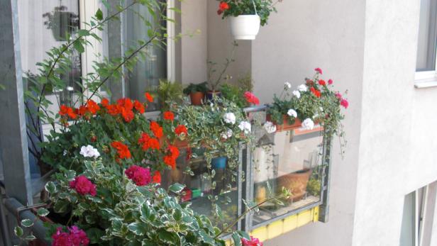 Ein Balkon ist mit bunten Geranien und anderen Pflanzen geschmückt.