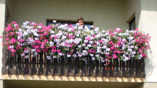 Eine Frau blickt von einem Balkon mit üppigen rosa und weißen Geranien herab.
