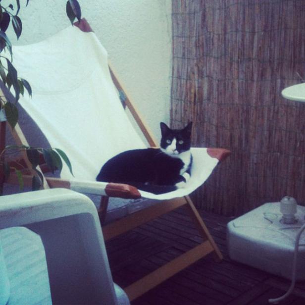 Eine schwarz-weiße Katze liegt entspannt in einem Liegestuhl auf einem Balkon.