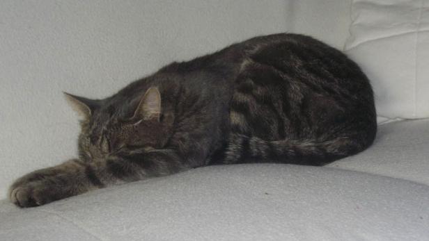 Eine getigerte Katze schläft auf einem hellen Sofa.
