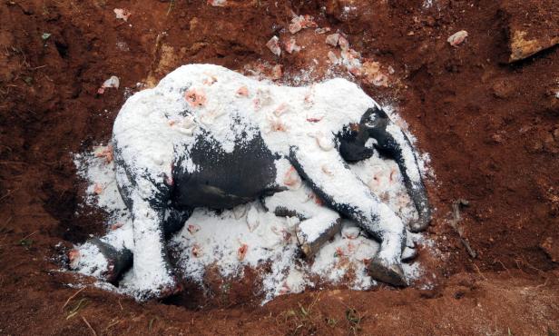 Ein toter Elefant liegt in einem Erdloch, bedeckt mit einer weißen Substanz und Plastikmüll.