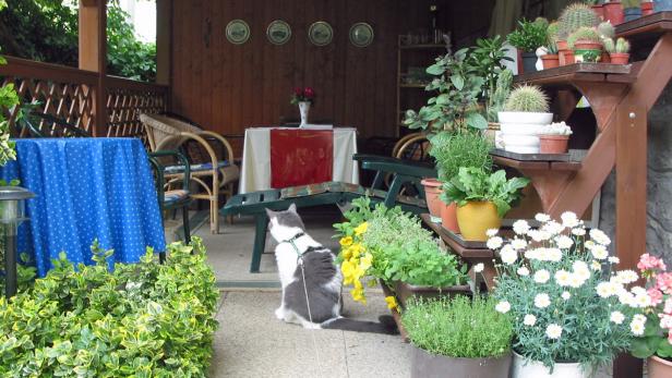 Eine Katze mit Geschirr sitzt auf einer Terrasse voller Pflanzen.