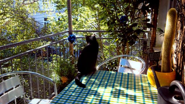Eine schwarze Katze sitzt auf einem Tisch mit blau-grün karierter Decke auf einem Balkon.