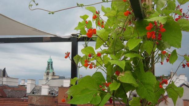 Eine Feuerbohne rankt an einem Geländer auf einer Dachterrasse mit Blick auf eine Stadt.