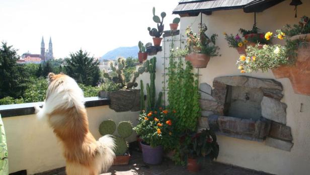 Ein Collie steht auf einer Terrasse und blickt auf eine Stadt mit Kirchtürmen im Hintergrund.