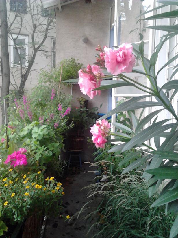 Ein üppiger Balkon mit rosa Oleanderblüten und anderen Pflanzen.