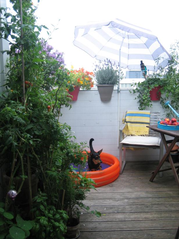 Ein kleiner Hund sitzt in einem orangefarbenen Planschbecken auf einem begrünten Balkon.