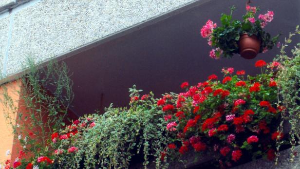 Ein Balkon ist mit roten und rosa Geranien geschmückt.