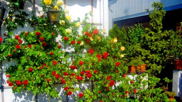 Ein Garten mit roten und gelben Rosen, die an einer weißen Wand wachsen.