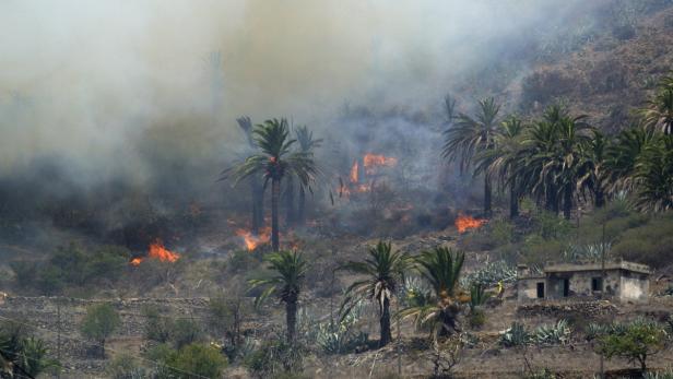 Ein Waldbrand wütet in einem Gebiet mit Palmen und einem kleinen Gebäude.