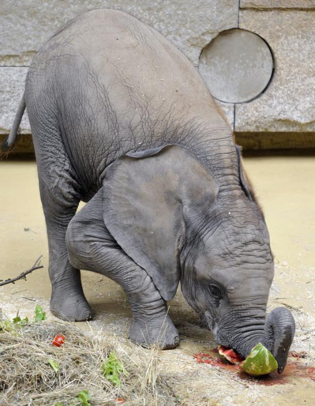 Elefantenbaby Tuluba feiert Geburtstag