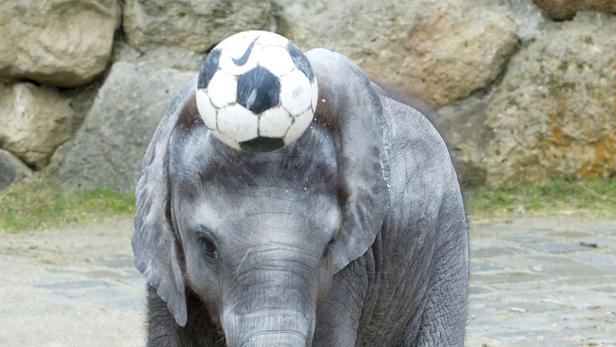 Elefantenbaby Tuluba feiert Geburtstag