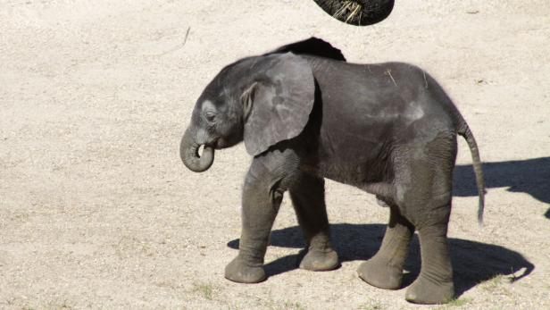 Elefantenbaby Tuluba feiert Geburtstag