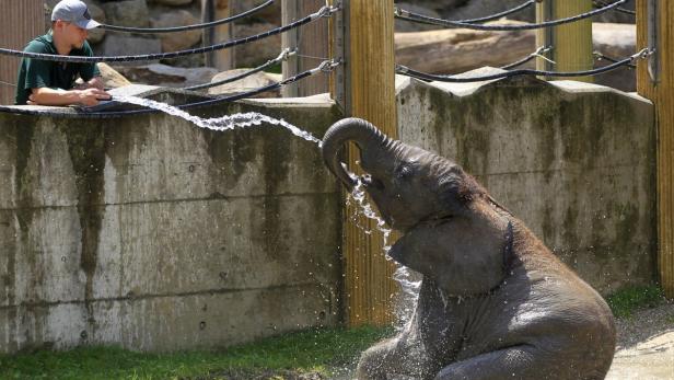 Elefantenbaby Tuluba feiert Geburtstag