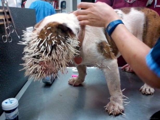 Ein Hund hat Stacheln vom Stacheltier im Gesicht und an den Pfoten.