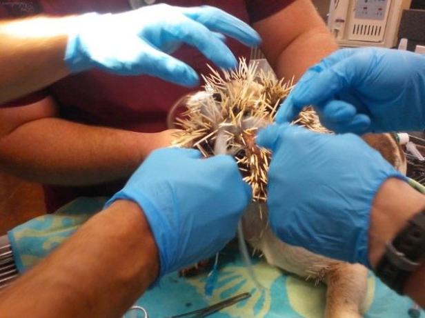 Ein Igel wird von mehreren Personen mit blauen Handschuhen untersucht.