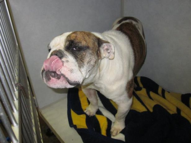 Eine Bulldogge steht auf einer gelb-schwarzen Decke und leckt sich über die Nase.