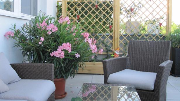 Ein Oleander mit rosa Blüten steht auf einer Terrasse neben Korbsesseln.