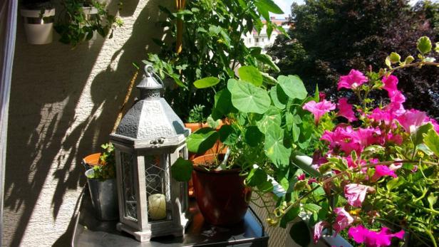Eine Laterne und verschiedene Topfpflanzen schmücken einen sonnigen Balkon.