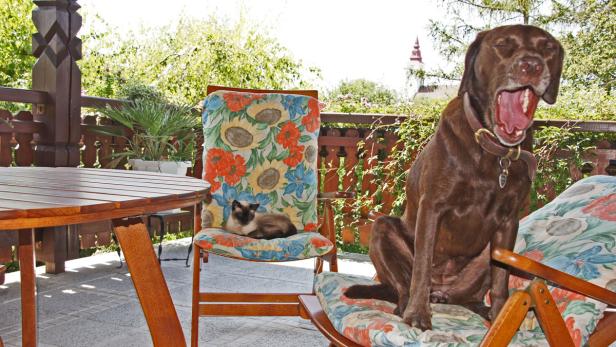 Ein brauner Hund gähnt auf einem Stuhl, während eine Katze auf einem anderen Stuhl liegt.