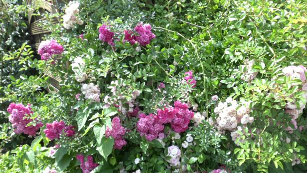 Ein üppiger Busch mit rosa und weißen Rosenblüten.