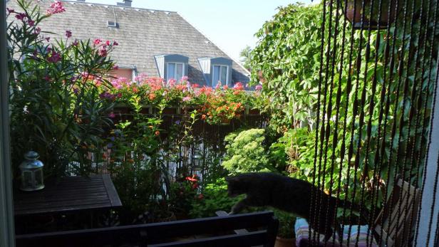 Eine Katze springt auf einem blühenden Balkon über eine Bank.
