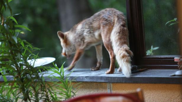 Ein Fuchs steht auf einer Fensterbank und schaut nach unten.