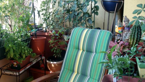 Ein grüner, gestreifter Liegestuhl steht auf einem Balkon voller Pflanzen in Töpfen.