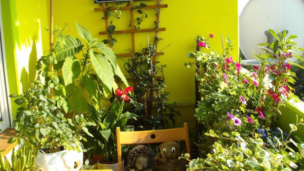 Ein üppiger Balkon mit verschiedenen Pflanzen, Blumen und zwei dekorativen Igeln auf einem Stuhl.