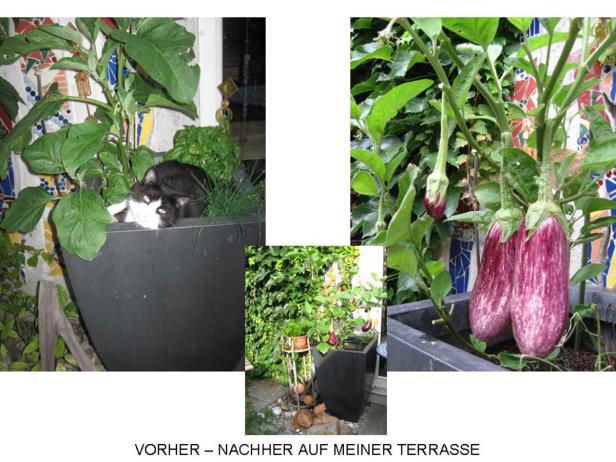 Ein Topf mit Auberginenpflanzen, in einem anderen Topf liegt eine Katze.