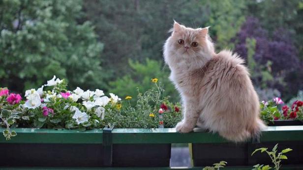 Eine langhaarige, beige Katze sitzt auf einem Blumenkasten vor grünem Hintergrund.