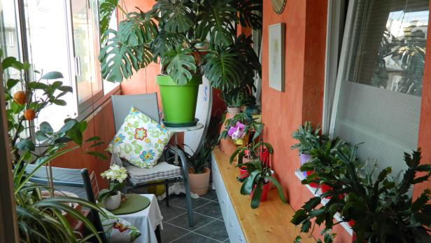 Ein Balkon mit vielen Topfpflanzen, darunter eine Monstera und eine Mandarine.