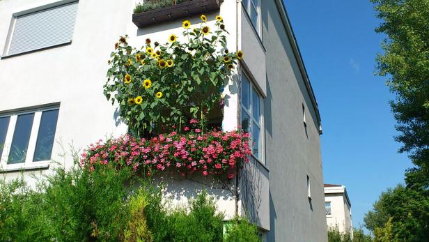 Sonnenblumen und rosa Geranien schmücken einen Balkon.