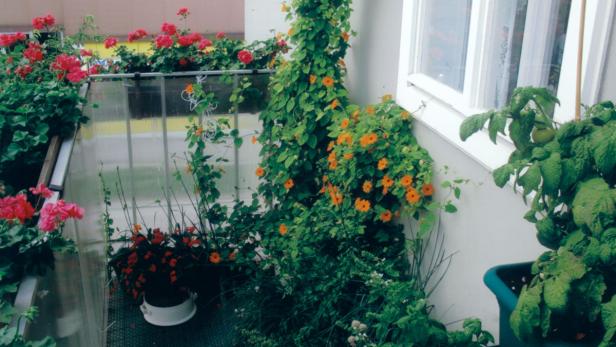 Ein Balkon mit üppigen Blumenkästen und Kletterpflanzen.