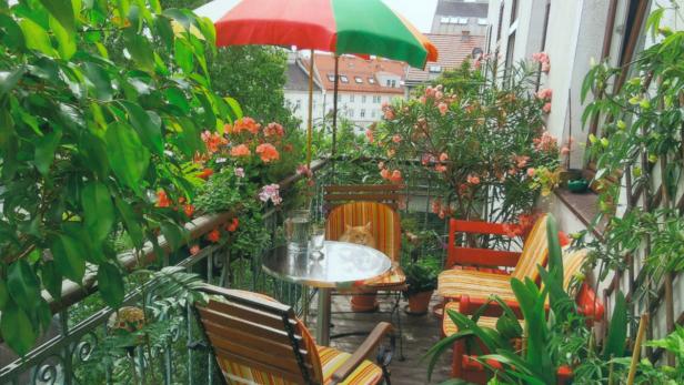 Eine Katze sitzt auf einem Stuhl an einem Tisch auf einem blühenden Balkon.