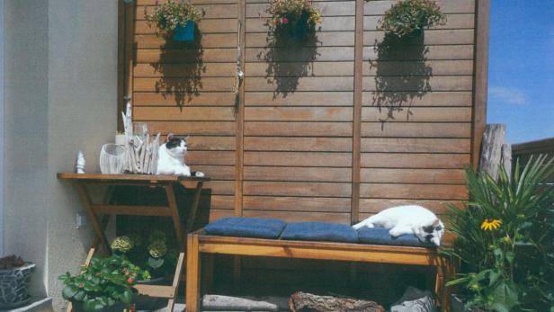 Zwei Katzen entspannen auf einem sonnigen Balkon mit Holzwand und Blumenkästen.