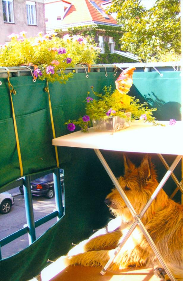 Ein Hund liegt unter einem Tisch auf einem begrünten Balkon.